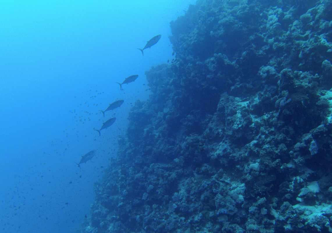Y32电池容量多大呢？